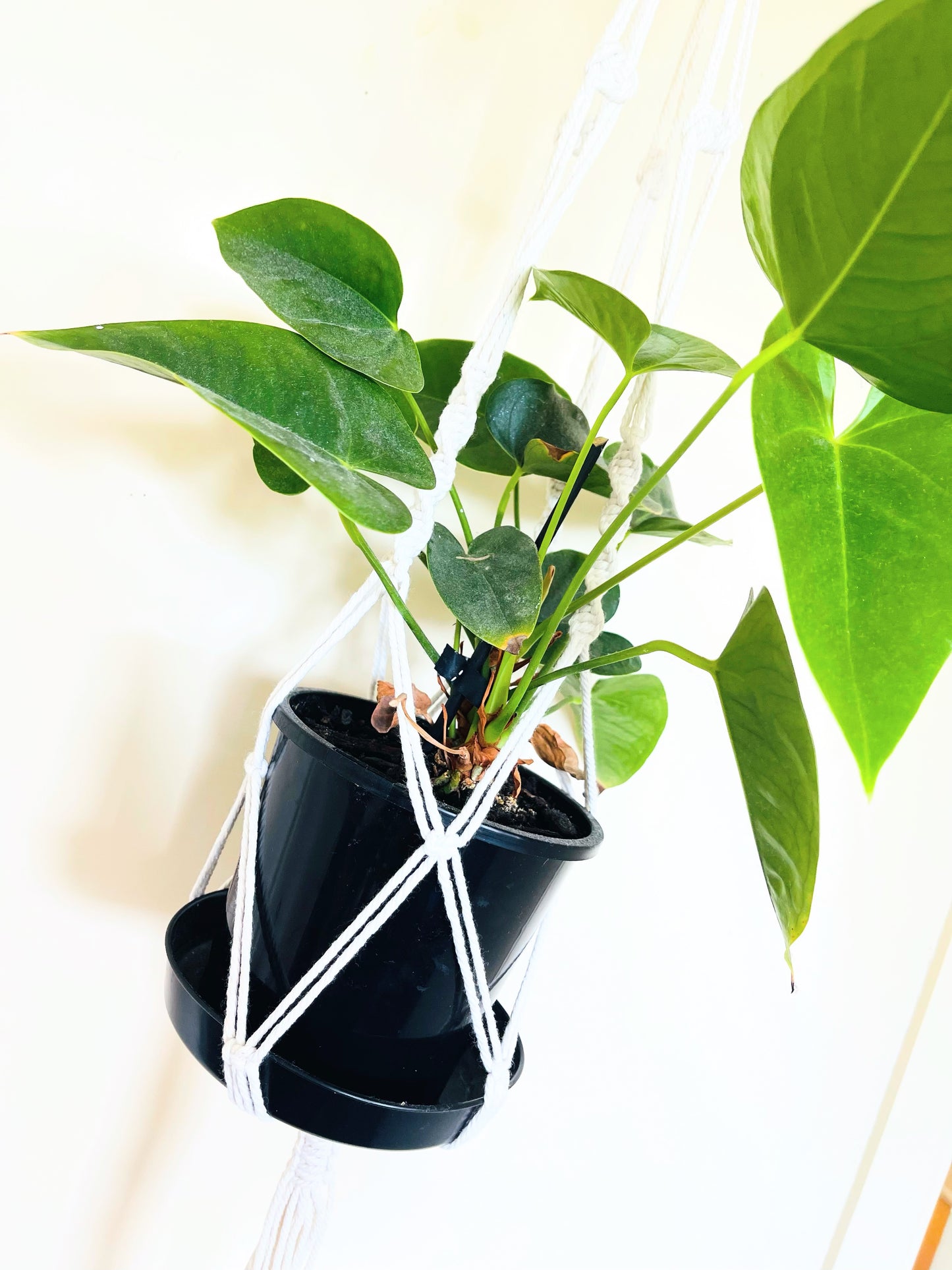 Macrame Plant Hanger 6B