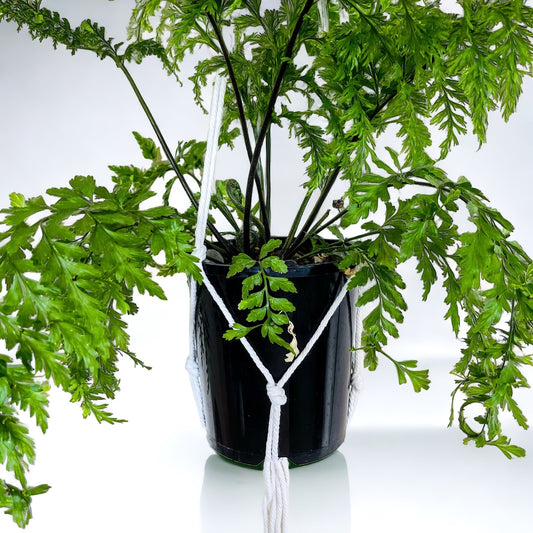 Macrame Plant Hanger 5